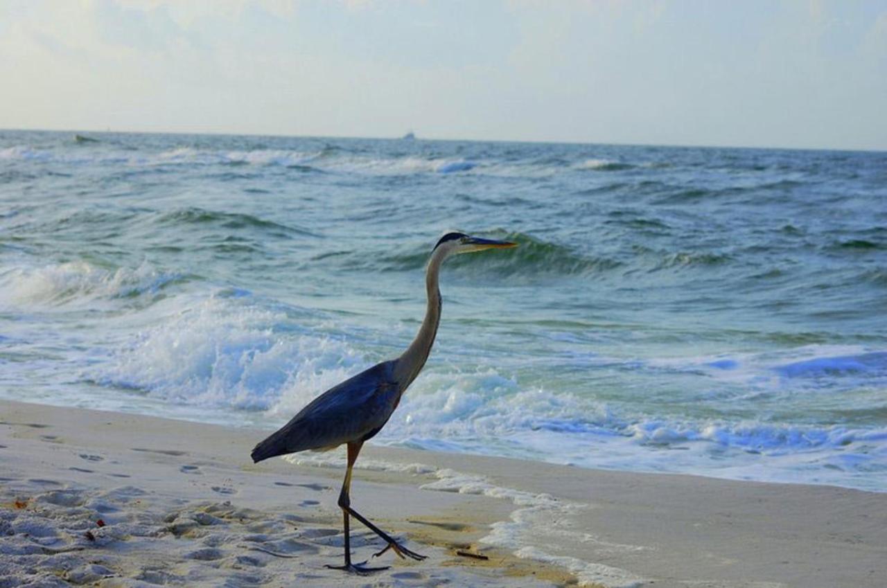 Tropical Winds 403 By Albvr - 2Br, 2Ba Beachfront Beauty With Incredible Views, Outdoor Pool, Fitness Room, And Grill Area Gulf Shores Dış mekan fotoğraf